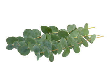 Set of green eucalyptus leaves  isolated on white background with clipping path. Full Depth of field. Focus stacking. PNG