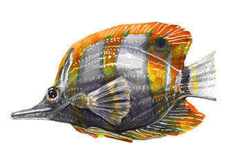 Yellow helmon fish Watercolor drawing of sea creatures isolated on white background.
