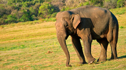 Fototapeta na wymiar Sri Lankan Elephant, Elephas maximus maximus, Wilpattu National Park, Sri Lanka, Asia