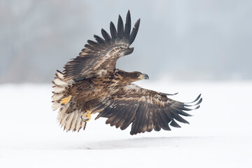 White-tailed eagle on the snow in winter