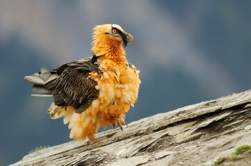 Bearded vulture