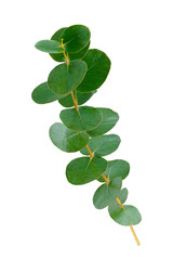 Set of green eucalyptus leaves  isolated on white background with clipping path. Full Depth of...