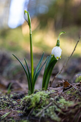 Schneeglöckchen