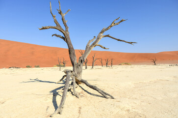 Deadvlei, Namib Desert