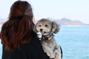 トイプードルを連れて女子旅　瀬戸内海の島巡り