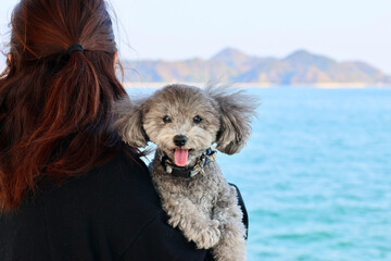 トイプードルを連れて女子旅　瀬戸内海の島巡り