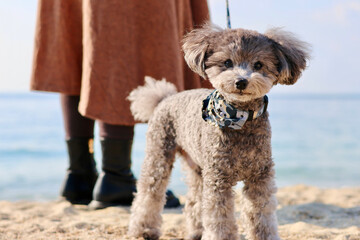 トイプードルを連れて女子旅　瀬戸内海の島巡り