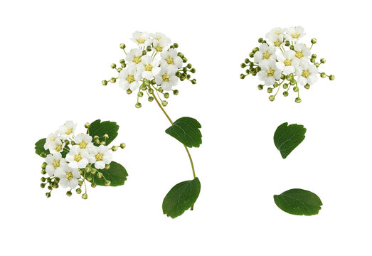 Set of spiraea chamaedryfolia flowers and leaves isolated on white or transparent background