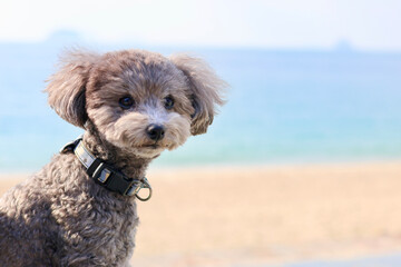 トイプードルを連れて女子旅　瀬戸内海の島巡り
