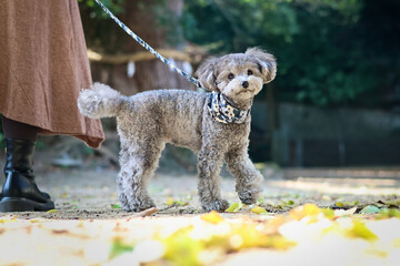 トイプードルを連れて女子旅　瀬戸内海の島巡り