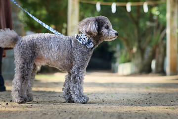 トイプードルを連れて女子旅　瀬戸内海の島巡り