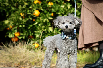 トイプードルを連れて女子旅　瀬戸内海の島巡り