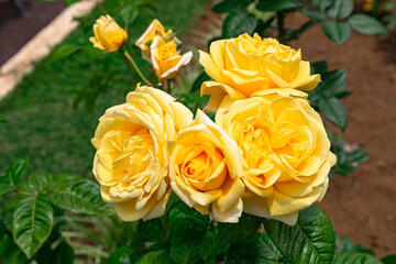 yellow roses blooming, with green leaves background