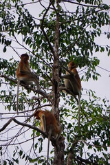 Tanjung Puting National Park, Borneo, Indonesia