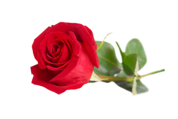 Red rose flower in PNG isolated on transparent background