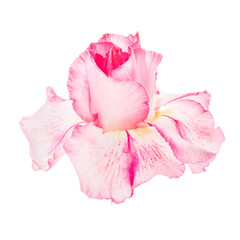 Pink red flower adenium obesum in PNG isolated on transparent background