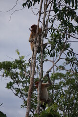 Tanjung Puting National Park, Borneo, Indonesia