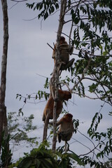 Tanjung Puting National Park, Borneo, Indonesia