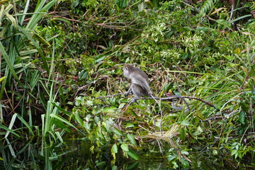 Tanjung Puting National Park, Borneo, Indonesia
