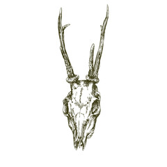 Deer skull, vector hand drawn illustration. - 569154826