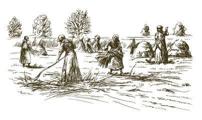 Historical scene, women harvesting hay or grain. - 569155039