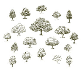 Set of various trees, hand drawn illustration.
