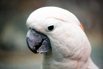 Lesser Sulphur Crested Cockatoo.
 The plumage is white. The tuft in the upper part and the ear area...