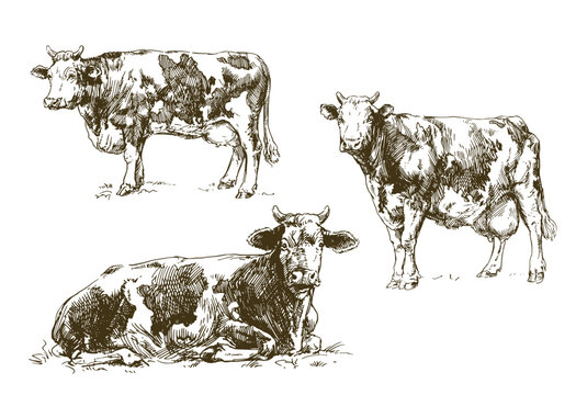 Set of cows, hand drawn illustration.