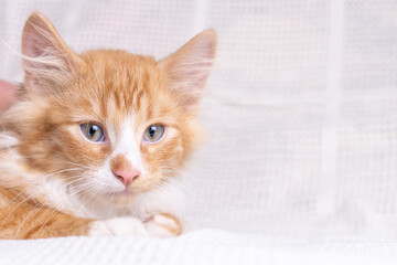 Portrait of gorgeous orange ginger fluffy longhair mongrel cat kitten pussycat lying on white cotton plaid at home.