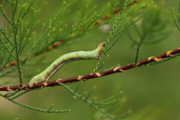 beautiful green caterpillar on the green branch in the summer garden