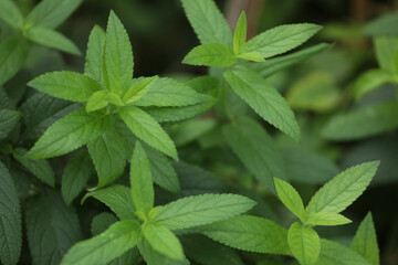 mint leaves in the garden © Haletska Olha