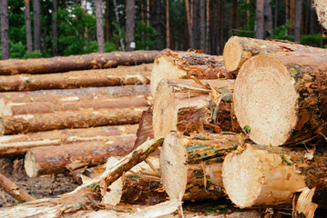 Natural wooden background. closeup of chopped firewood. Pile of wood logs