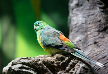 Red-rumped parrot.
 They got their name for a beautiful melodious voice, similar to the trills of forest birds. However, only males have this ability. The male's abdomen is yellow, and the back, head,