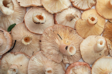 Underside of red mushrooms howing gills