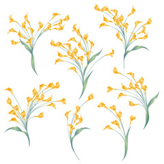 Collection of beautiful calla lily materials,