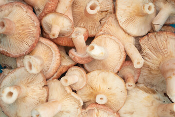 Mushroom gills. Macro shot of mushroom gills. Nature background.