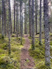 Wandern im Marieholmsskogens naturreservat in Småland, Schweden