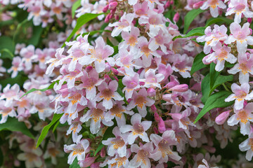 Perlmuttstrauch (Kolkwitzie)