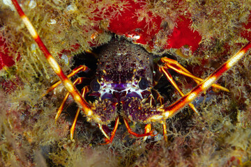 Palinurus elephas - Langosta en su agujero protegiéndose con sus antenas