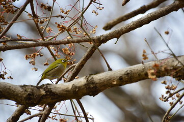 bird on a branch
