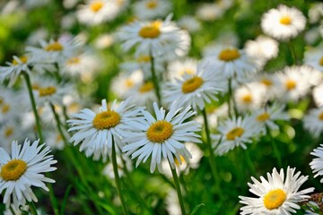 Fototapeta premium White Alpine asters in the garden enjoy the sun.