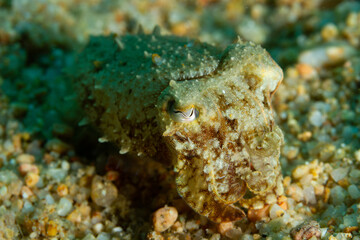 Sepia intentando cazar en el fondo marino del mediterráneo