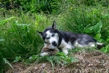 Fressender Siberian Husky