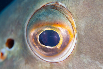 Epinephelus Marginatus, fantástico mero del mediterráneo fotografiado en un parque natural. © Oscar