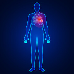 human body anatomy in blue