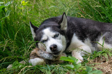 Fressender Siberian Husky