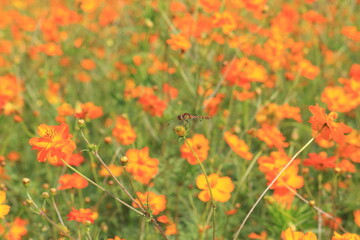 野に咲く色鮮やかなオレンジのコスモス