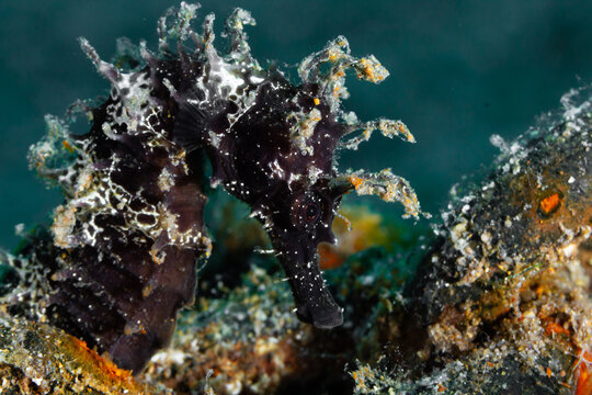 Hippocampus hippocampus - Caballito de mar oscuro