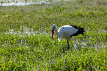 Cigüeña buscando algún cangrejo para comer en un parque natural de humedales.
