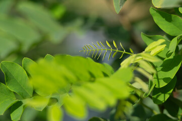 Close-up of acacia leaves swaying in the wind. Green background. Summer day.